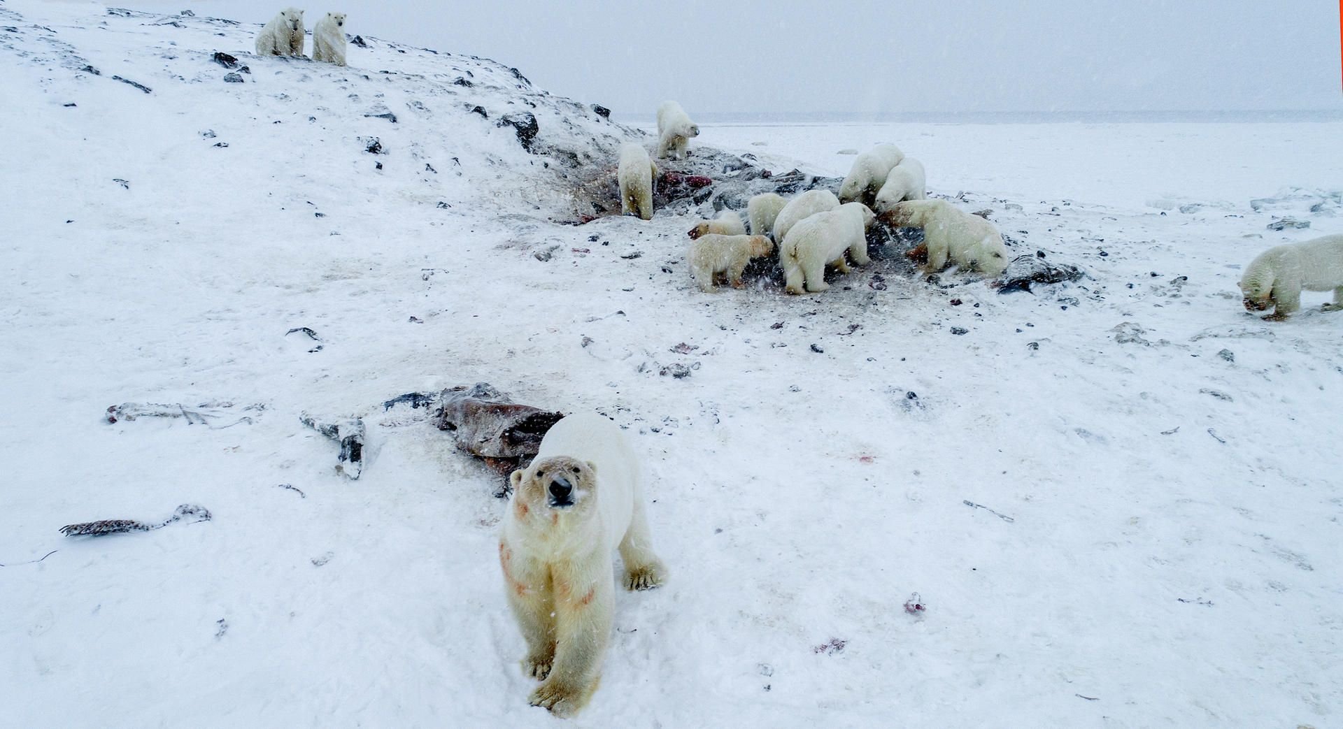 Eisbären fressen nahe des Dorfes Ryrkaipij. Menschen am Polarmeer im Nordosten Russlands müssen wieder hungrige und unterernährte Eisbären fürchten.