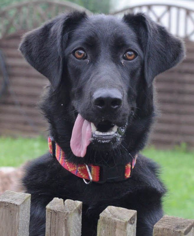Die Hunde sollen mehr Geld in die Kasse bringen.