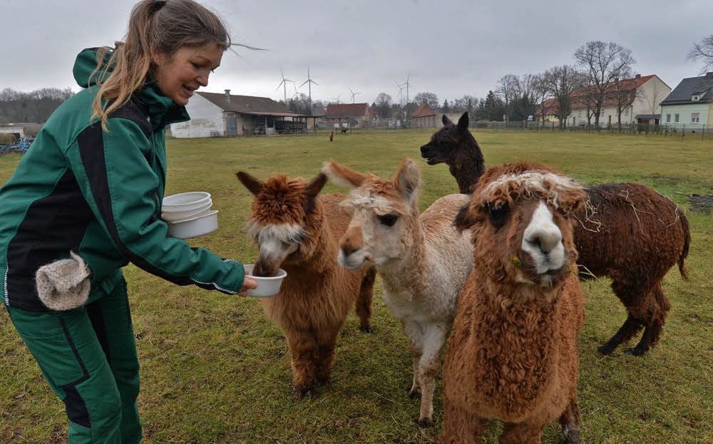 Regelmäßig füttert Birgit Kilian ihre Alpaka-Herde mit Leckerlis - Pellets mit Kräutern.