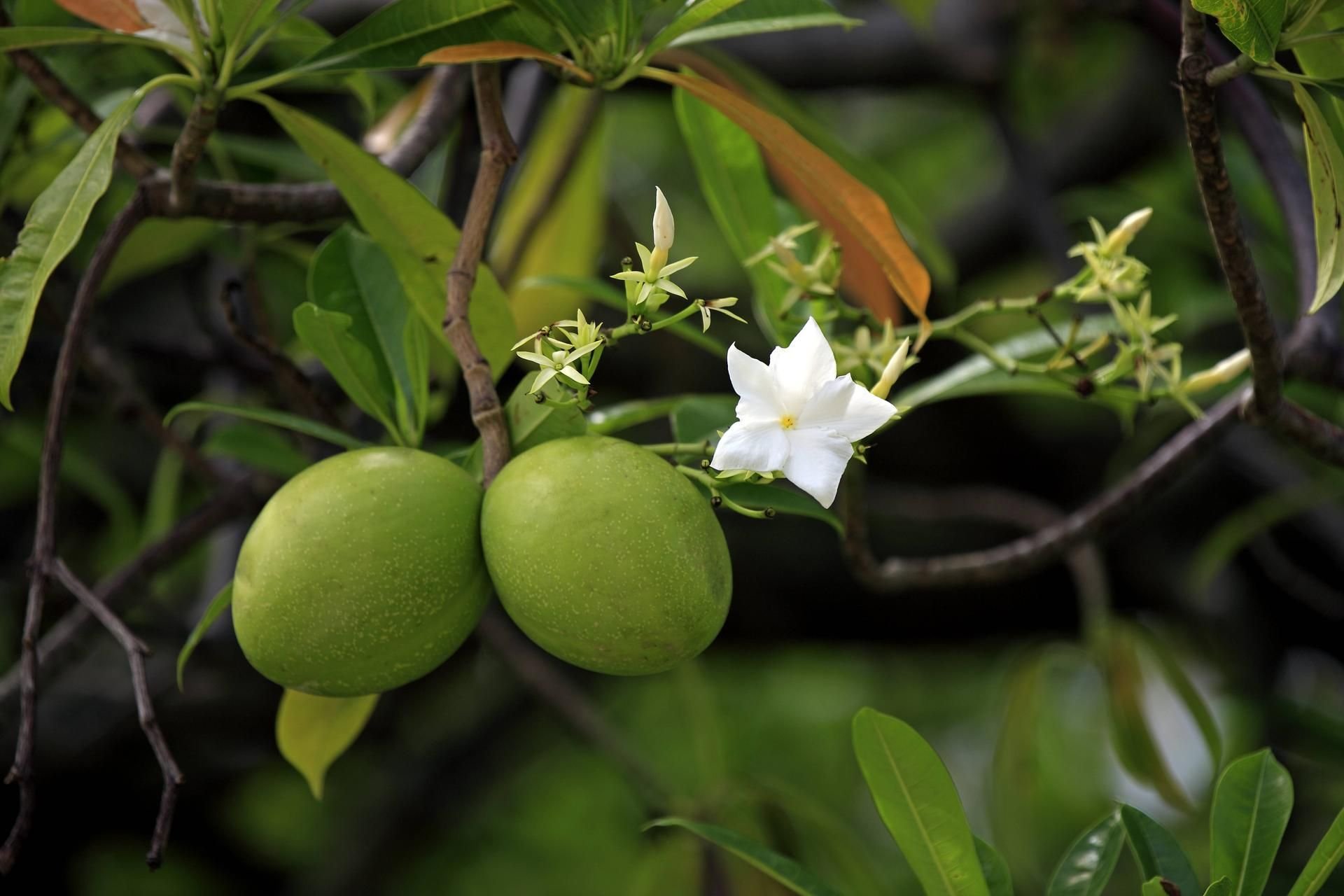 Die Früchte eines Zerberusbaumes.