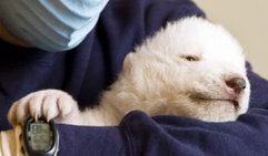 Das Eisbär-Baby der Eisbärin «Vera» aus dem Nürnberger Tiergarten liegt in den Armen von Tierpfleger Maußner. (Foto: dpa)