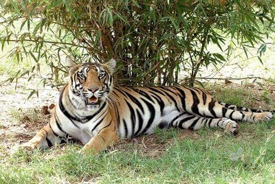 Der Tiger Ishu unter einem Baum im Nationalpark in Bhopal, Madhya Pradesh (FOTO: DPA)