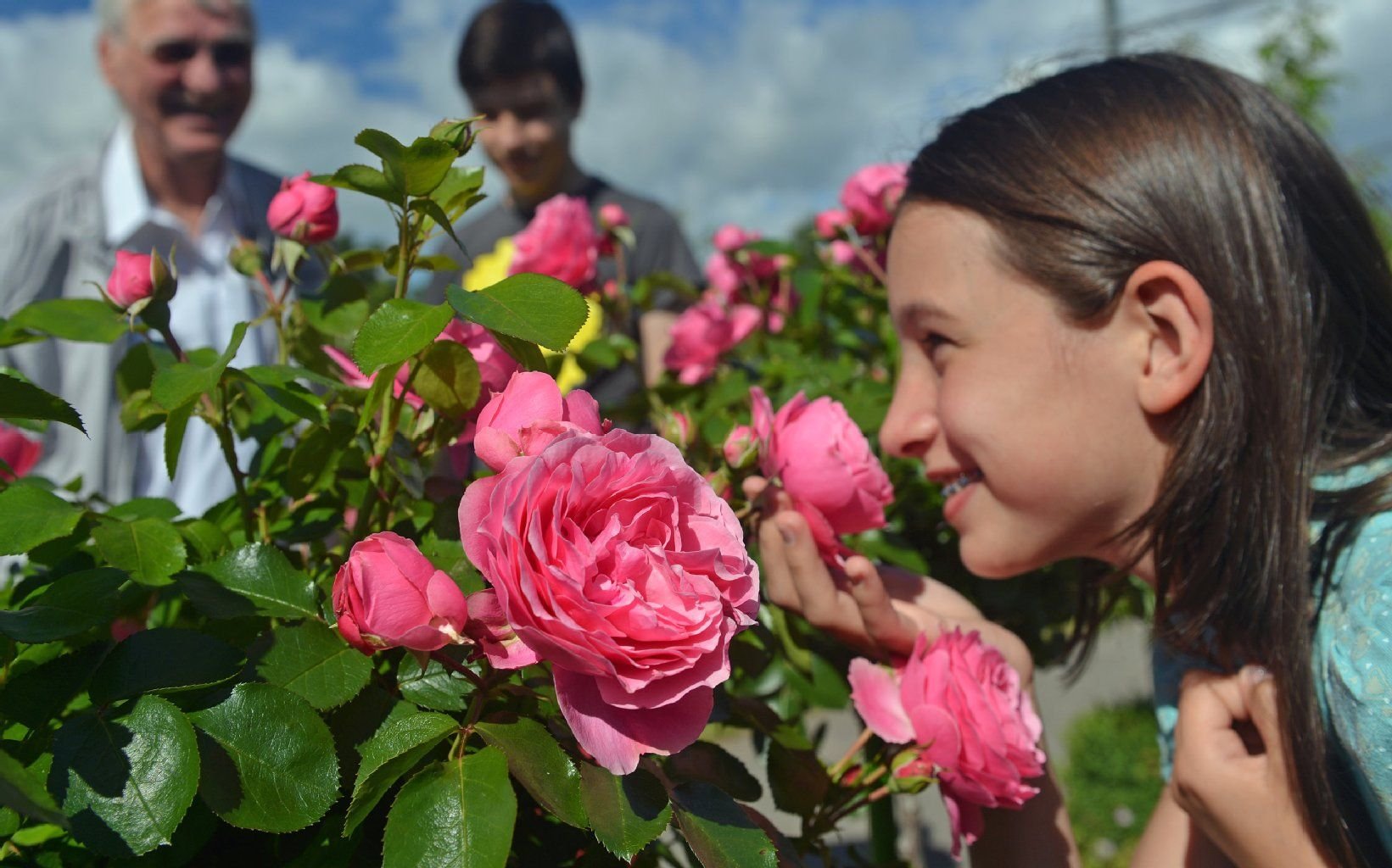 Farah aus Halle riecht im Europa-Rosarium in Sangerhausen an einer Rosenblüte der Züchtung "Leonardo da Vinci".