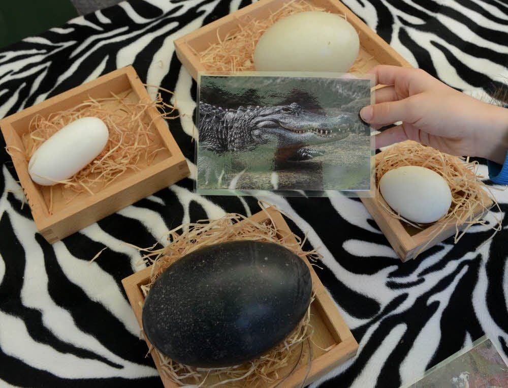 Ei Ei Ei - vom Krokodil oder vom Vogel? Beim Quiz war es zu erraten.