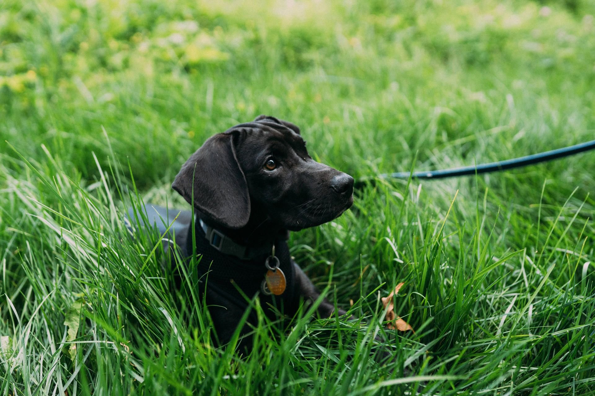 Seit 1. März gilt in Wald und Flur wieder die Leinenpflicht für Hunde.