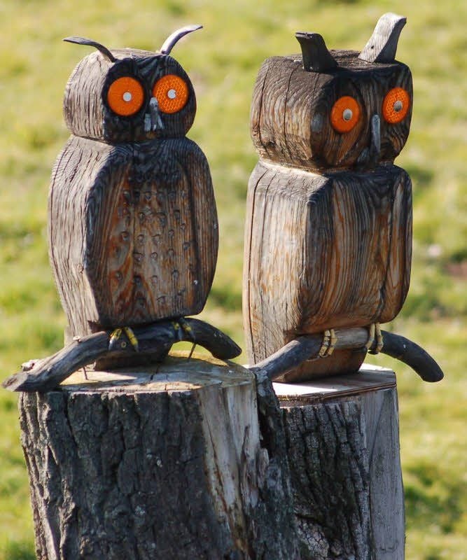 Wo sind diese beiden schrägen Vögel zu sehen?