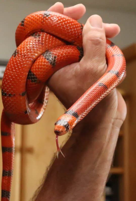 Nicht alle Menschen, die eine Schlange schön finden, sind auch als Halter geeignet.