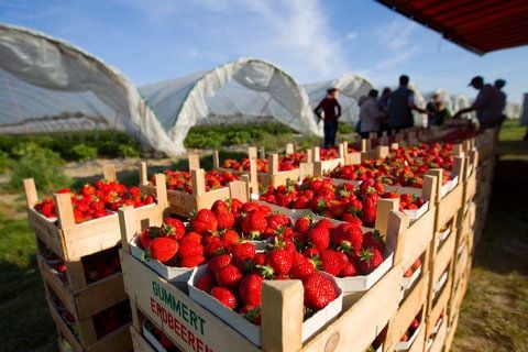 Frische Erdbeeren in Stiegen stehen nach ihrer Ernte auf einem Feld in Erxleben (Bördekreis) zum Transport bereit. (FOTO: DPA)