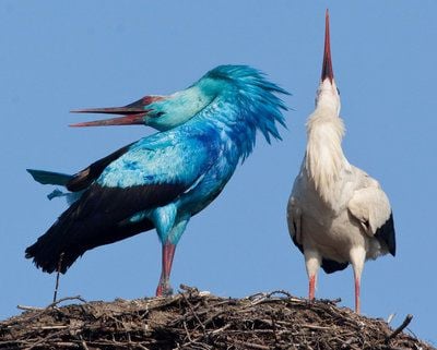 Ein blauer Storch klappert zur Begrüßung mit seinem Schnabel im brandenburgischen Biegen (Oder-Spree) auf seinem Nest neben einem Weibchen. (FOTO: DPA)