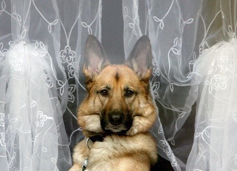 Ein Schäferhund hat sich vor Tüllgardinen platziert. (FOTO: DPA)