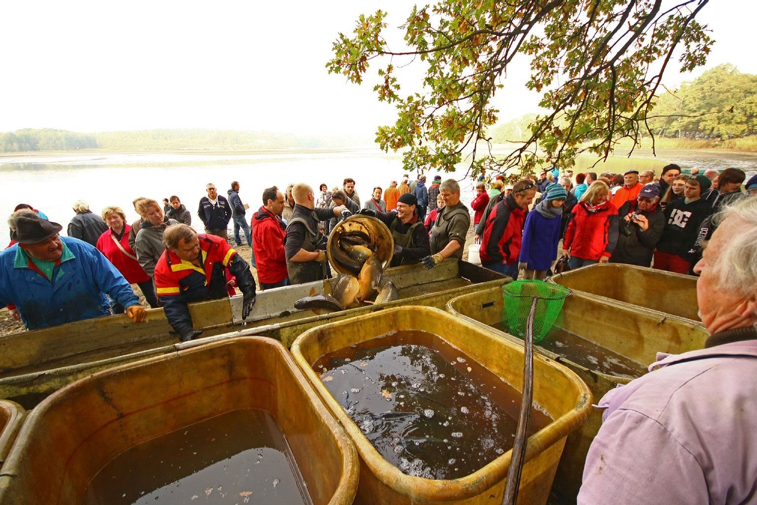 Gut besucht war das traditionelle Abfischen am Großen Lausiger Teich.