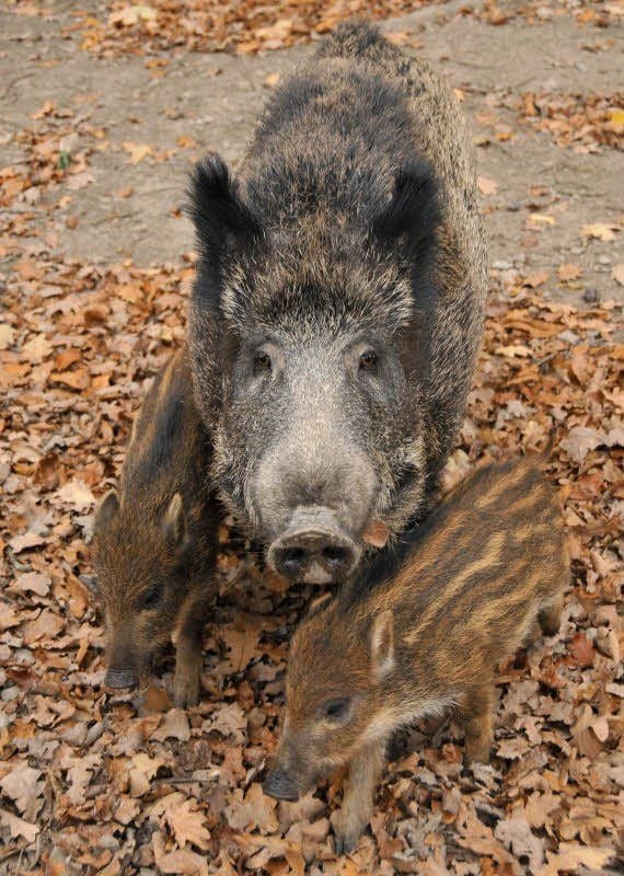 Wildschweinen kann man mitten in Bitterfeld begegnen. Meist lassen sie sich durch Klatschen vertreiben. Sind aber Frischlinge dabei, solle man sich lieber still entfernen.