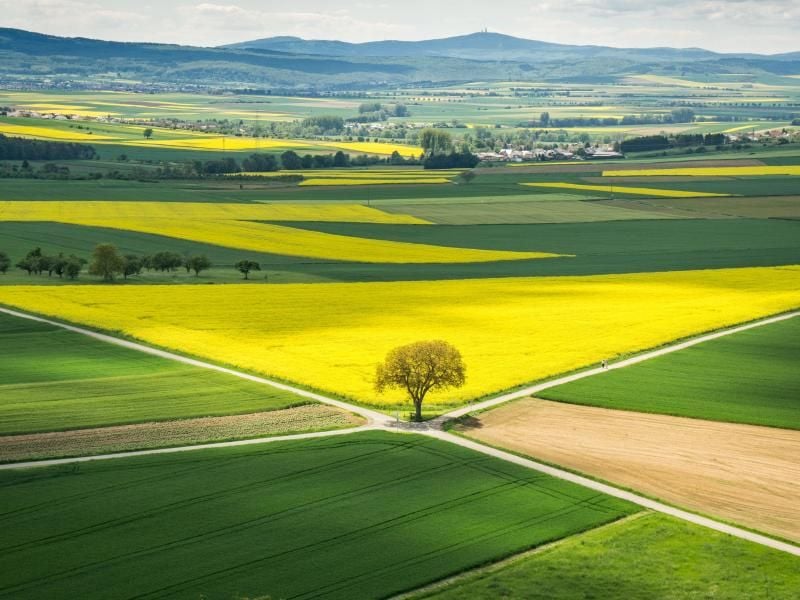 Ein Baum steht umgeben von Feldern, auf denen Getreide und Raps angebaut wird. Foto: Frank Rumpenhorst/dpa/Archiv