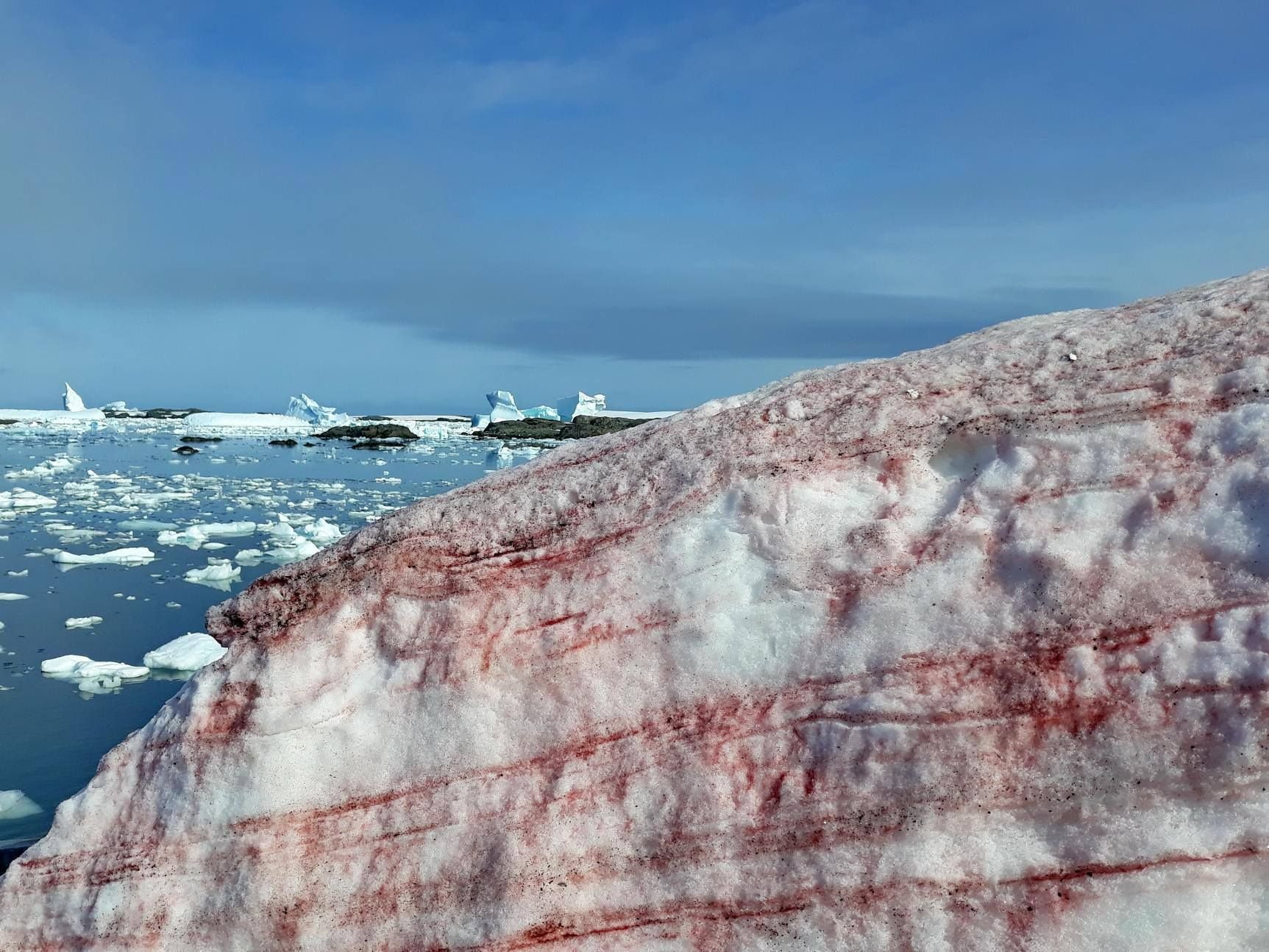 Der Schnee um die ukrainische Forschungsstation "Akademik Wernadski" ist blutrot gefärbt.