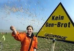 Eine junge Frau sät 29. März 2004 auf einem Acker bei Bernburg Bio-Weizen aus. Mit der Aktion hatten etwa 130 Greenpeace-Aktivisten gegen den bundesweit ersten Gen-Weizen-Versuch der Firma Syngenta (Maintal/Hessen) in Strenzfeld und Latdorf bei Bernburg protestiert. (Archivfoto: dpa)
