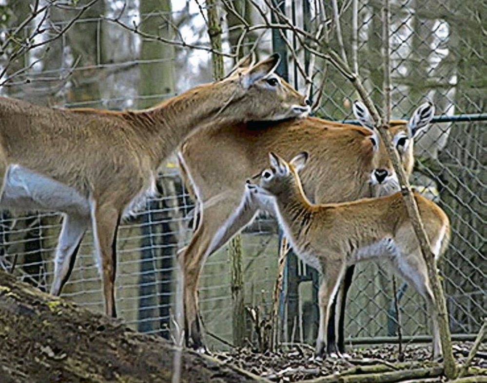 Damwild befindet sich bei Knallerei in ständiger Achtungshaltung.