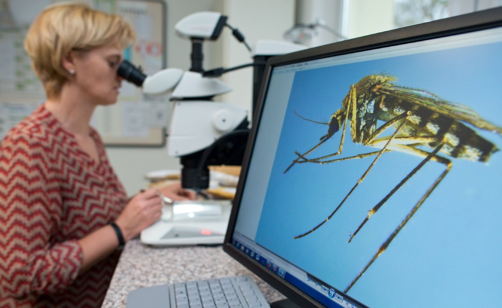 Eine Buschmücke ist unter einem Mikroskop im Leibniz-Zentrum für Agrarlandschaftsforschung (ZALF) am Institut für Landnutzungssysteme AG Medizinische Entomologie in Müncheberg auf einem Monitor zu sehen.