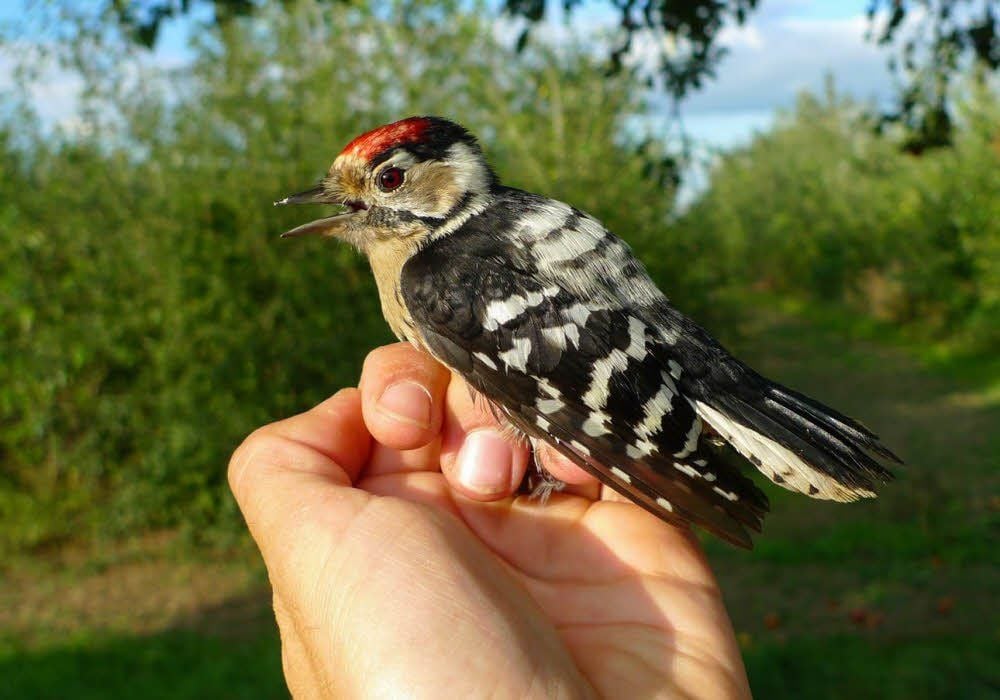 Vogelbeobachtung ist mehr als ein Hobby für die Gründer der Ornithologischen Arbeitsgemeinschaft der Hochschule Anhalt in Strenzfeld.