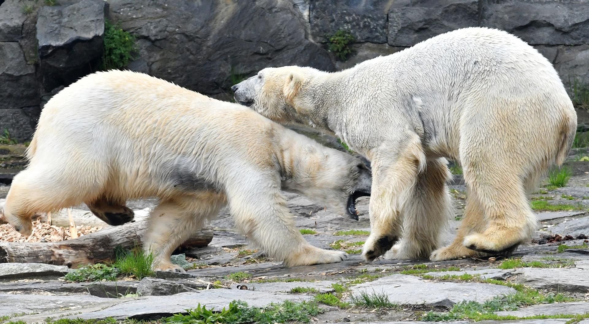 Die beschleunigte Eisschmelze in der Arktis als Folge des Klimawandels führt dazu, dass Eisbären sich länger an Land aufhalten.