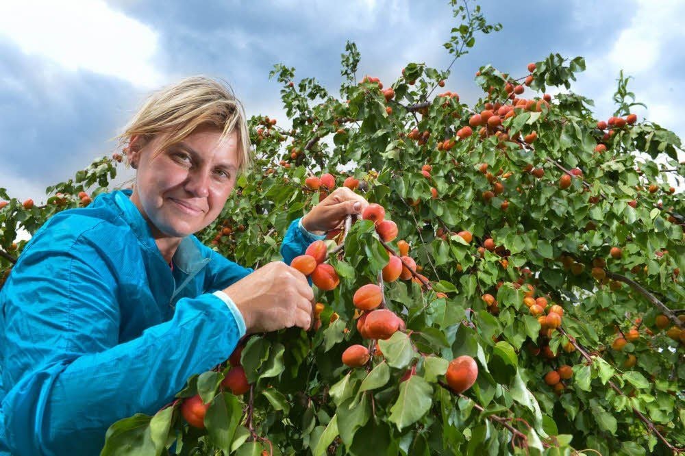 Kathrin Sosnowski erntet Aprikosen.