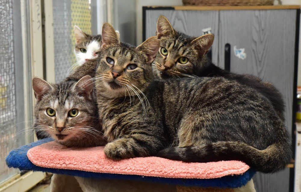 Einige Katzen aus dem Tierheim Weißenfels suchen noch ein neues Zuhause.
