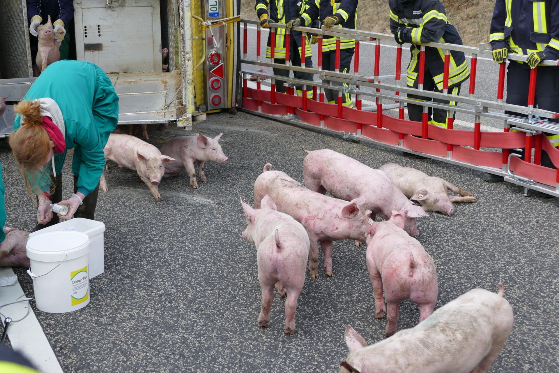 Ferkel sind nach einem Verkehrsunfall mit einem umgekippten Viehtransporter mit etwa 700 Ferkeln auf der Autobahn 38 zu sehen.