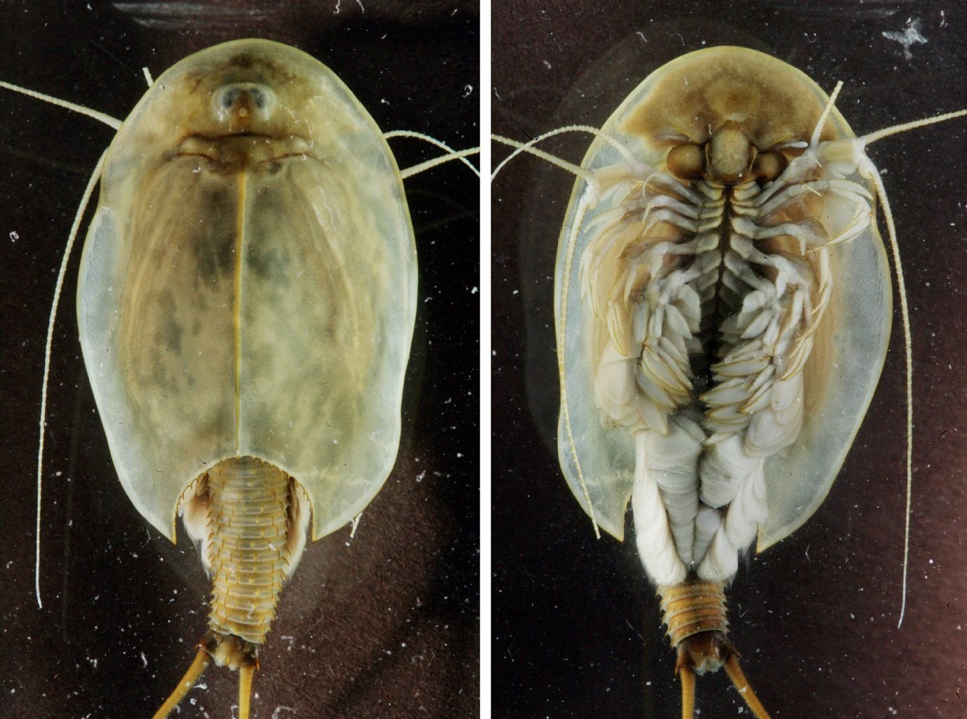 Mehrere Exemplare der Urzeitkrebse (Triops) sind nach einem Weltraumflug aus Eiern geschlüpft.
