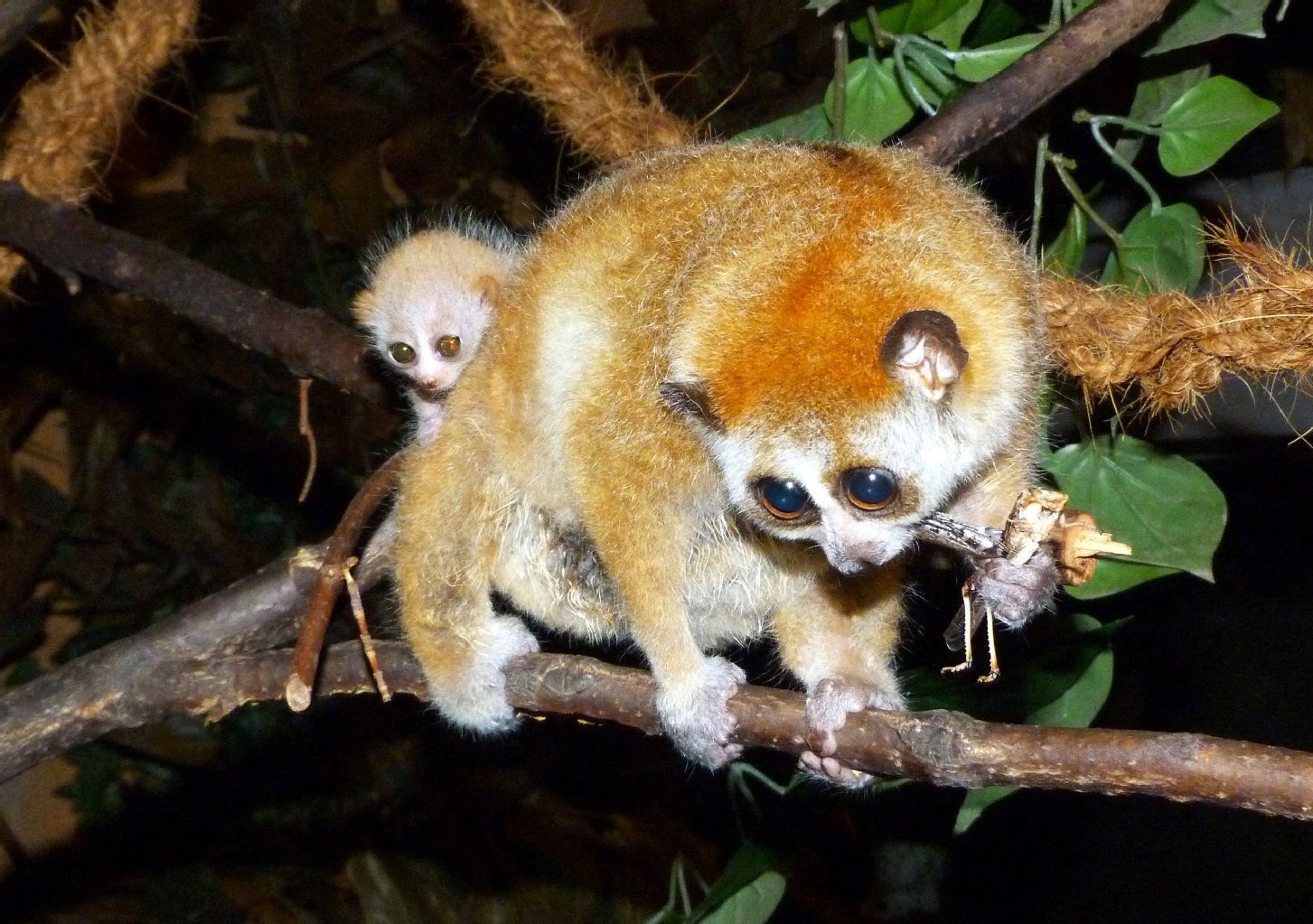 Ein junges Zwergplumploris klammert sich ins Fell ihrer Mutter im Zoo in Leipzig (Sachsen).
