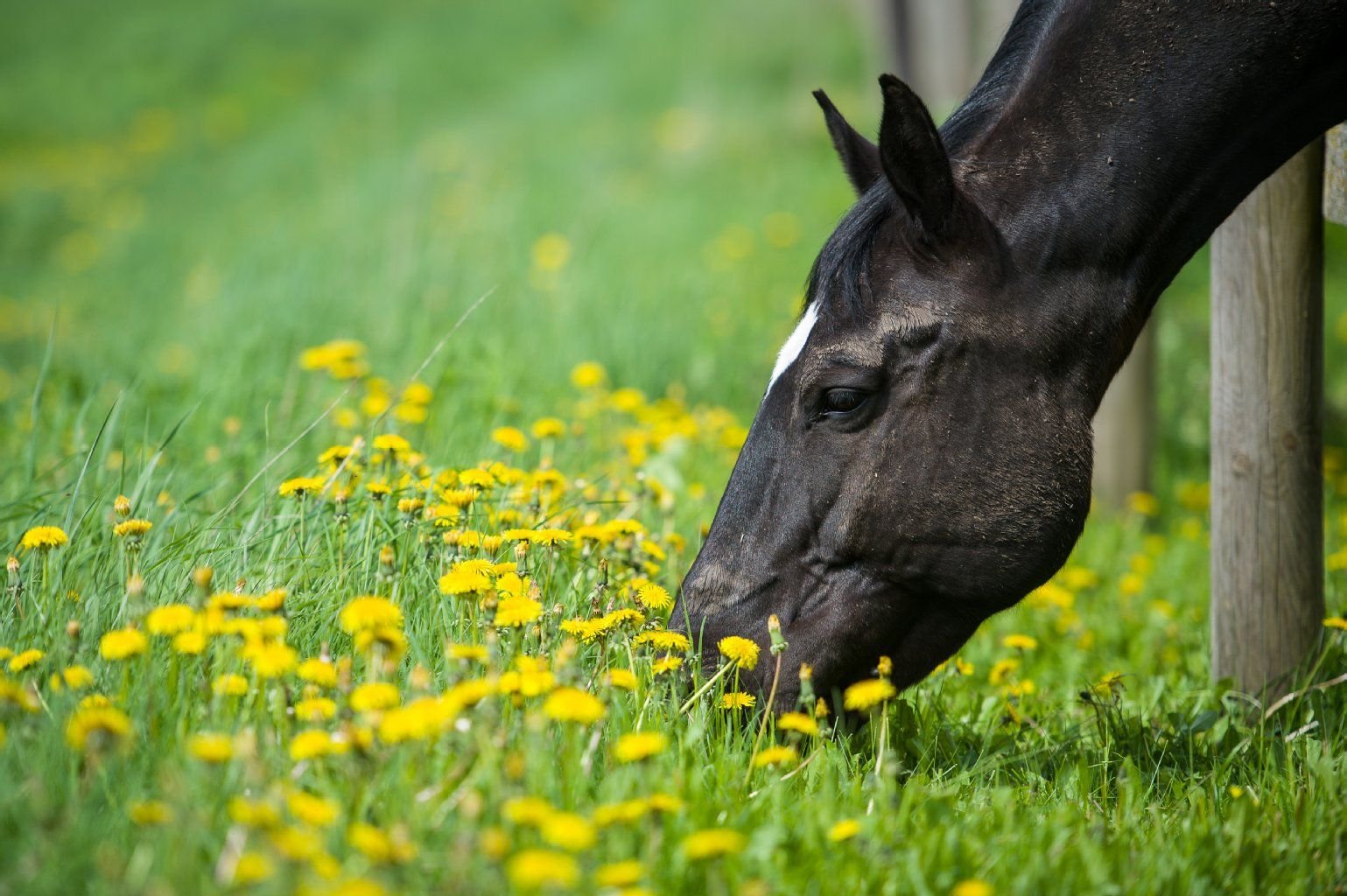 Ein Pferd frisst Löwenzahn auf einer grünen Wiese vor seiner Koppel.