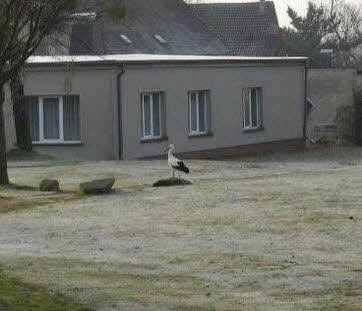 Der Storch in Rietzmeck. Sein Nest war abgebaut. Das Tier irrte im Ort umher.