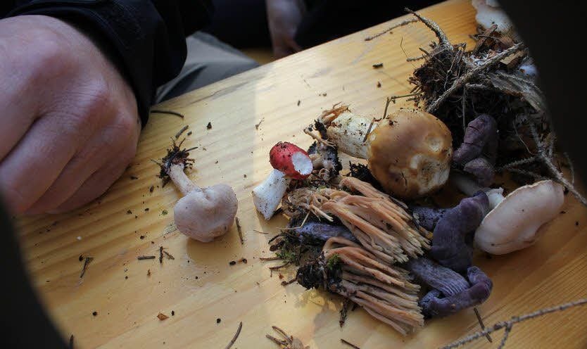 So oder ähnlich sah das Ergebnis der Jagd auf Pilze aus.