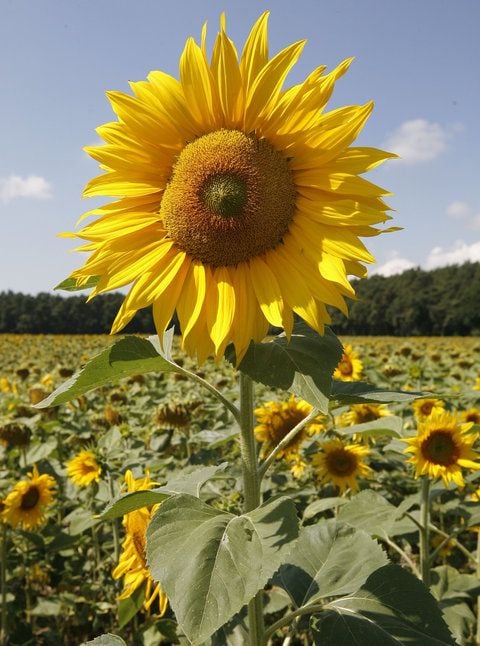 In Sachsen-Anhalt herrschen optimale Bedingungen für die Anpflanzung von Sonnenblumen, trotzdem sind sie selten zu sehen. (FOTO: DPA)