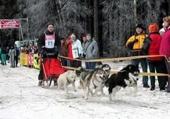 Auf schnellen Kufen durch die weiße Winterlandschaft: Die Schlittenhunderennen locken, wie hier in Benneckenstein im Harz, jedes Jahr viele Besucher an. (Foto: dpa)