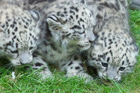Drei acht Wochen alte Schneeleopardenbabys (Uncia uncia) sitzen am im Jahr 2010 auf einer Wiese im Zoo Leipzig. Trauer im Leipziger Zoo: Knapp zwei Wochen nach seinen beiden Schwestern ist auch das letzte Schneeleoparden-Junge im Leipziger Zoo gestorben. (ARCHIVFOTO: DPA)