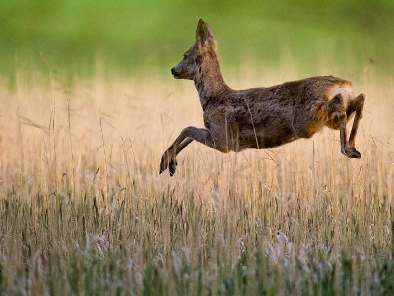 Ein aufgescheuchtes Reh flüchtet über eine Wiese.