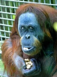 Der laut Zuchtbuch älteste Orang-Utan Europas ist tot (Archivfoto von 2004). Die 53-jährige Affendame «Suma» musste in der vergangenen Woche wegen zunehmender Altersschwäche eingeschläfert werden. (Foto: dpa)