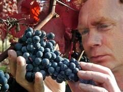 Der Weinbauer Matthias Kirmann prüft auf seinem Weinberg bei Westerhausen nahe Quedlinburg Trauben, aus denen er Eiswein herstellen will (Foto vom 05.11.2004). (Foto: dpa)