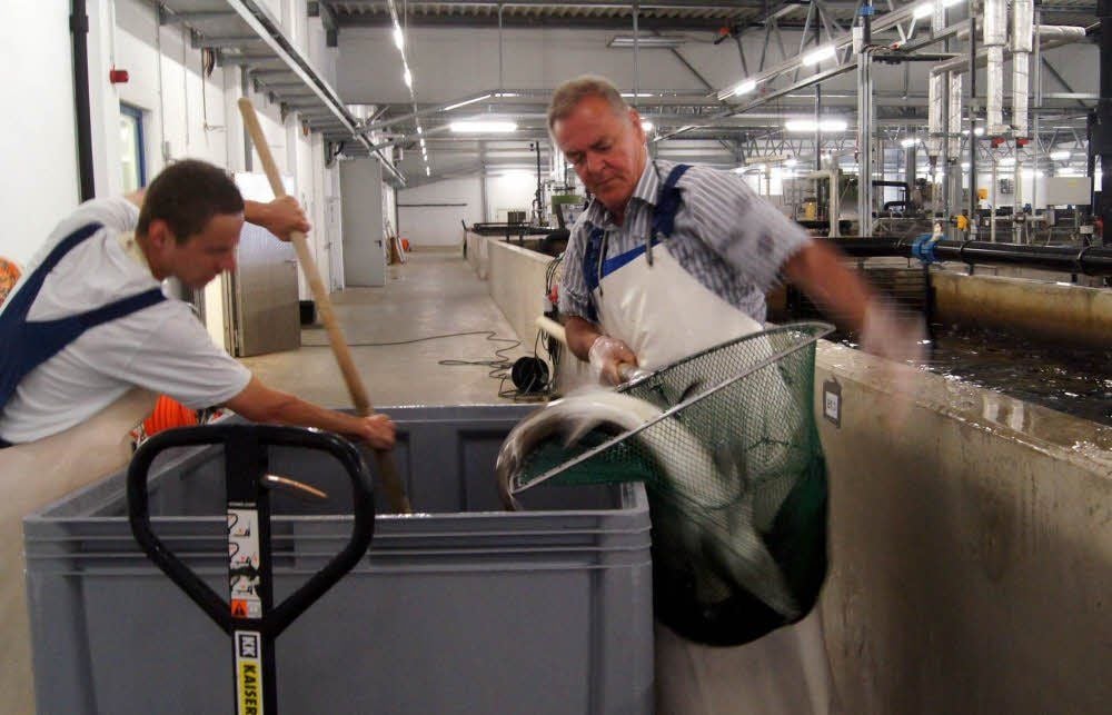 Stefan Krumbholz (li.) und Betreibsleiter Peter Bahrs fischen schlachtreife Störe aus dem Becken der Stärfarm Aqua Orbis in Jessen. Die Produktion mus weiter laufen, obwohl das Unternehmen am Freitag, 5. September, einen Insolvenzantrag gestellt hat.