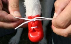 Wilhelm Fennen schnürt in Bösel (Landkreis Cloppenburg) «Dog Boots» an einem Jack Russel. (Foto: dpa)
