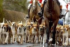 Das britische Parlament hat mit großer Mehrheit überraschend für ein vollständiges Verbot der Hetzjagd mit Hunden gestimmt. (Foto: dpa)