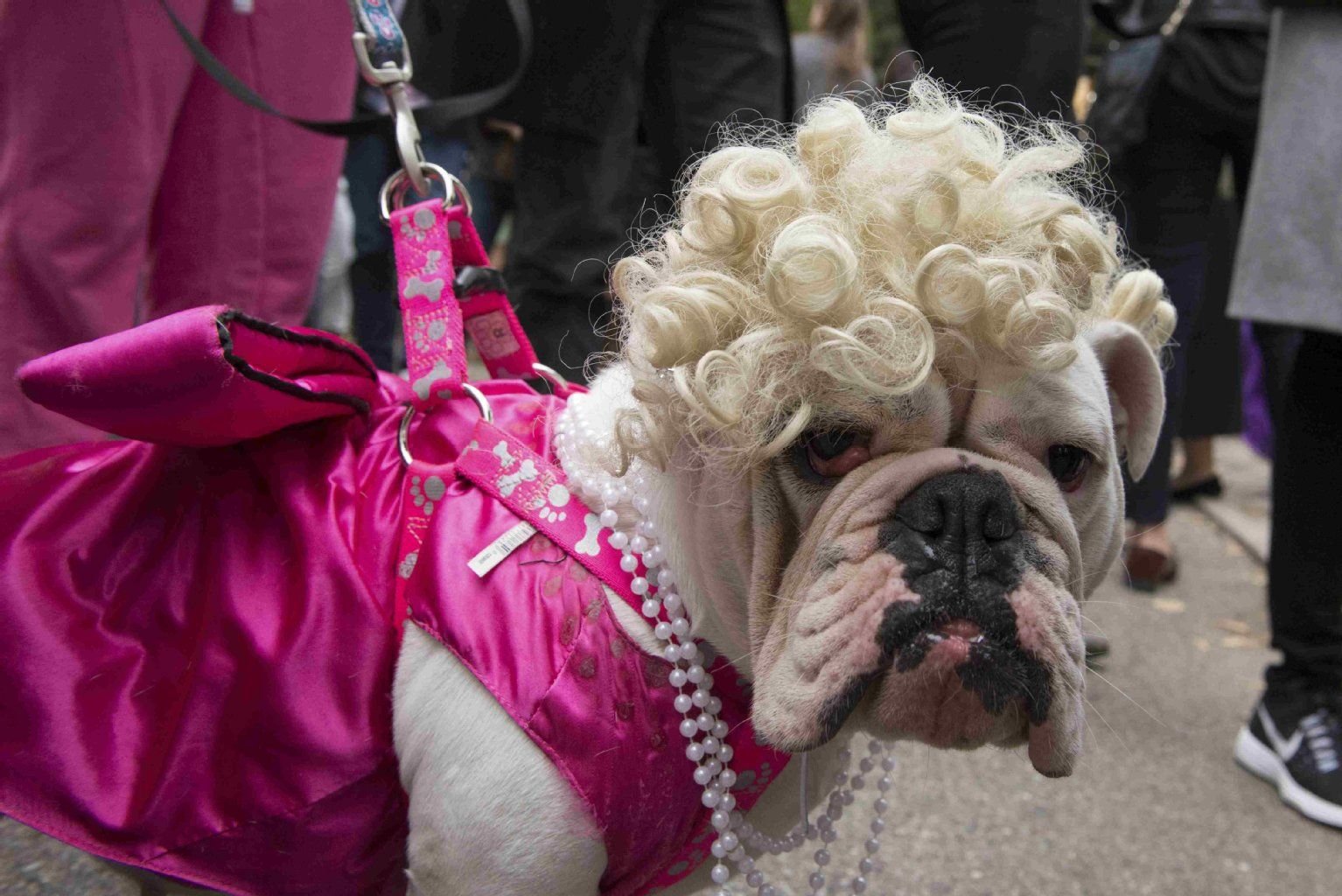 Eine Bulldogge als Filmdiva Marylin Monroe. Die Frisur sitzt... nicht.