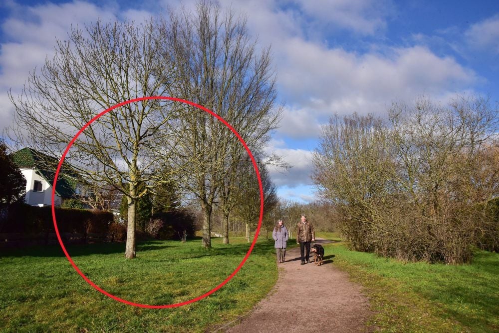 Zwei der an diesem Zwischenweg stehenden Ulmen wurden vorsätzlich geschädigt. Die Stadt stellt Strafanzeige gegen Unbekannt.