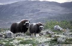 Neugierige Moschusochsen: Wer einen Mindestabstand von 200 Metern einhält, hat von den bis zu 400 Kilogramm schweren Tieren nichts zu befürchten. (Foto: dpa)