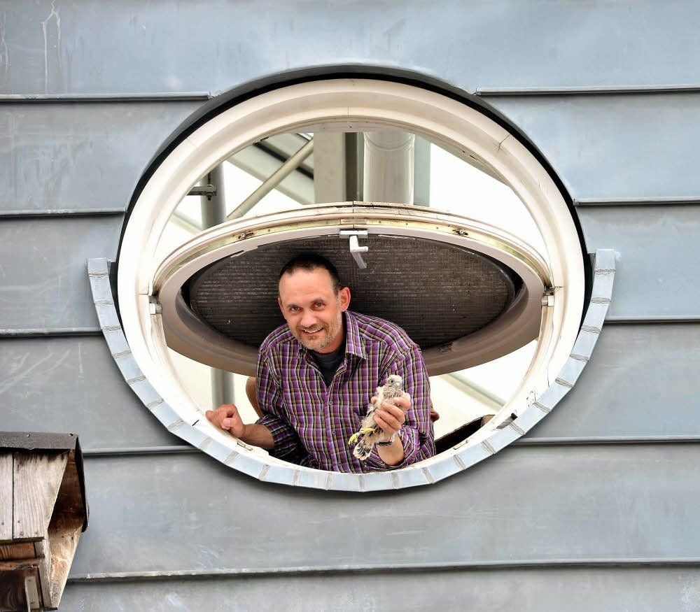 René Höhne im Giebelfenster und mit jungem Turmfalken in der Hand