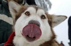 Ein Schlittenhund wartet bei der Schlittenhunde-Weltmeisterschaft auf seinen Start zum Rennen.