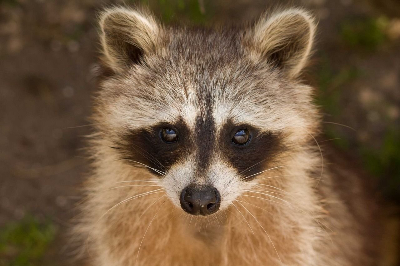Der Waschbär ist ein Invasor, der sich in Europa ausgebreitet hat.