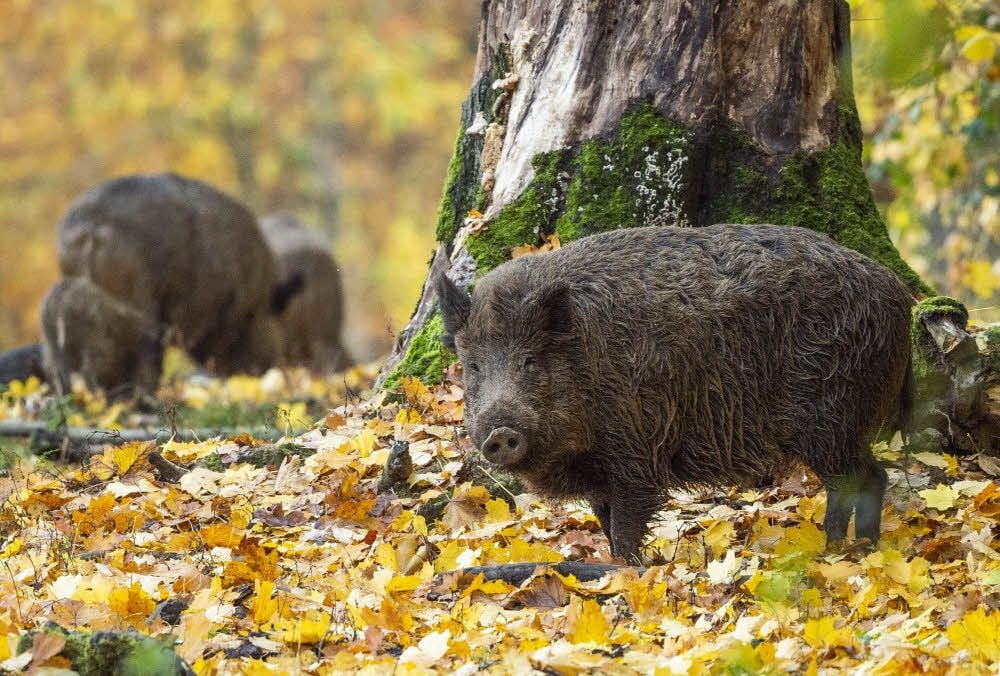 Noch wurde bei Wildschweinen im Burgenlandkreis, die Überträger der Tierseuche sind, kein ASP-Virus nachgewiesen.