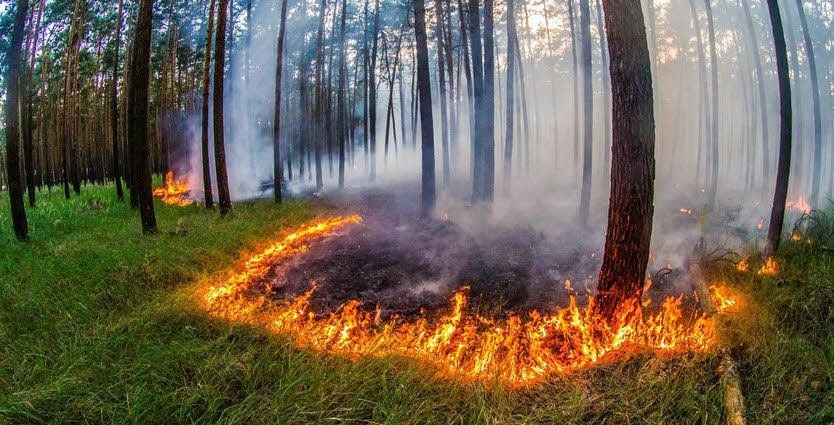 Die Gefahr von Waldbränden nimmt in Sachsen-Anhalt zu.