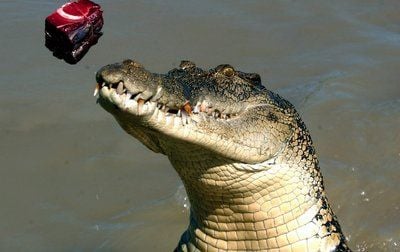 Ein elfjähriges Mädchen ist in Australien offenbarvon einem Krokodil zerrissen worden. (FOTO: DPA)
