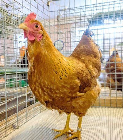 Preisgekrönte Henne der Rasse Zwerg-New-Hampshire